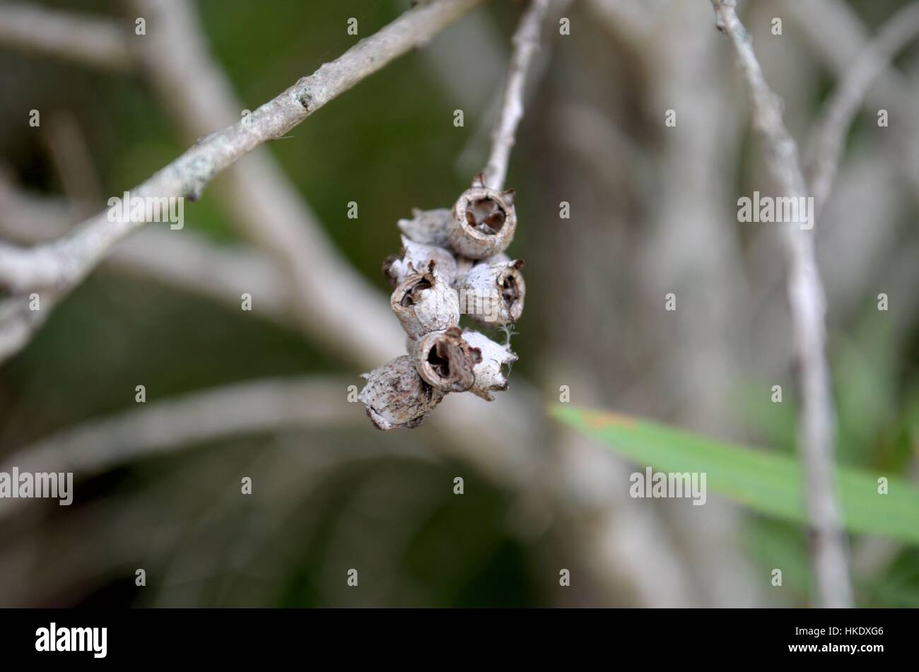 Struttura di bargiglio gumnuts in dettaglio Foto Stock