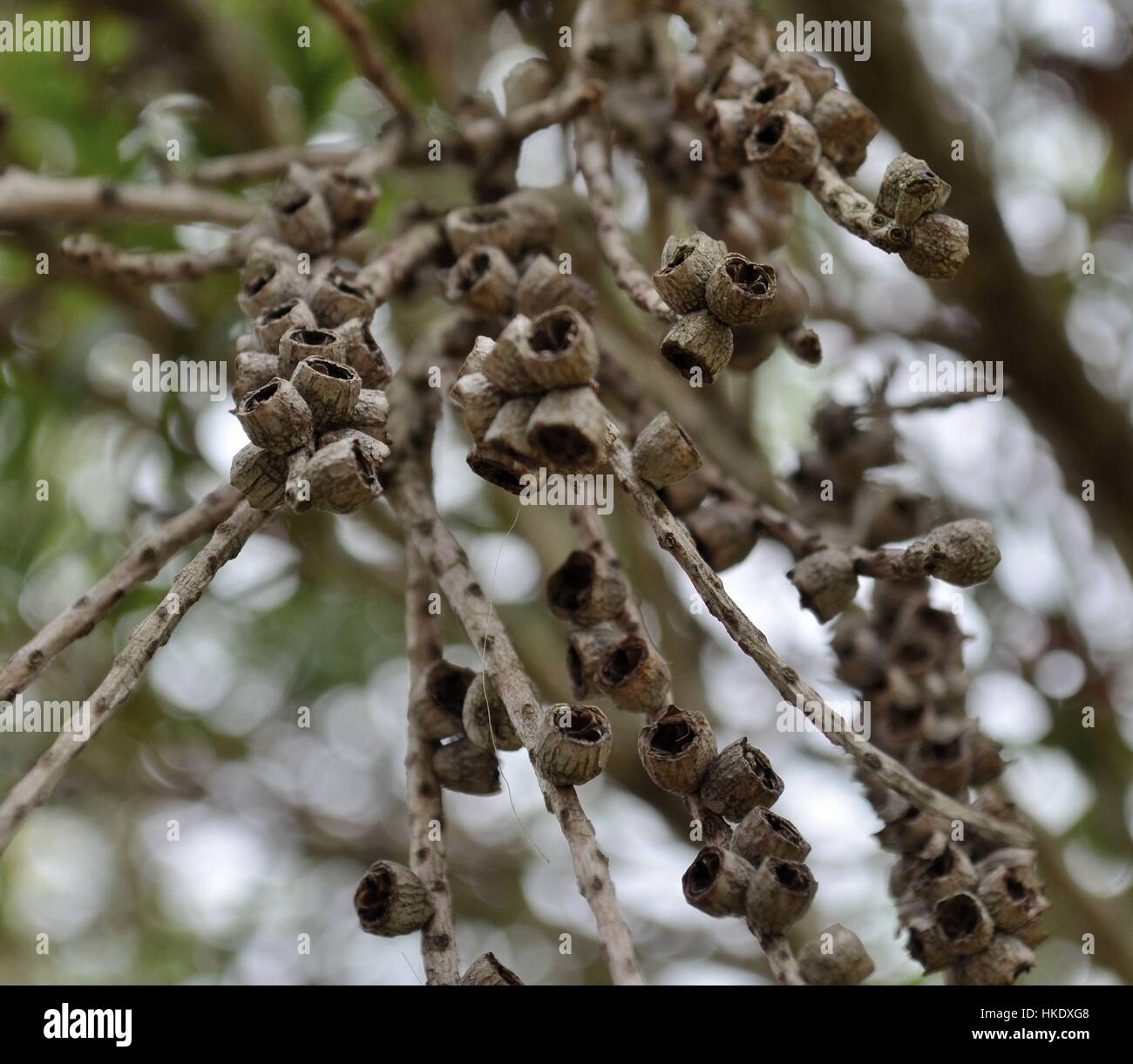 Struttura di bargiglio gumnuts in dettaglio Foto Stock