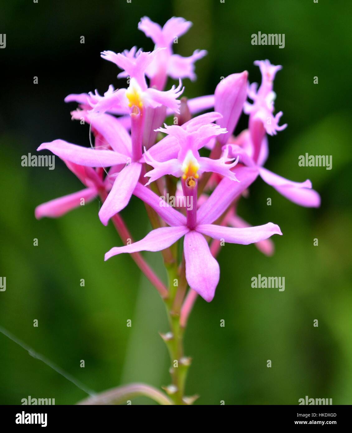 Intricato fuchsia fiori in piena fioritura Foto Stock
