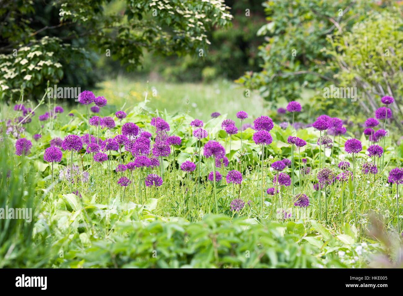 Allium hollandicum 'viola sensazione' in un giardino inglese. Foto Stock