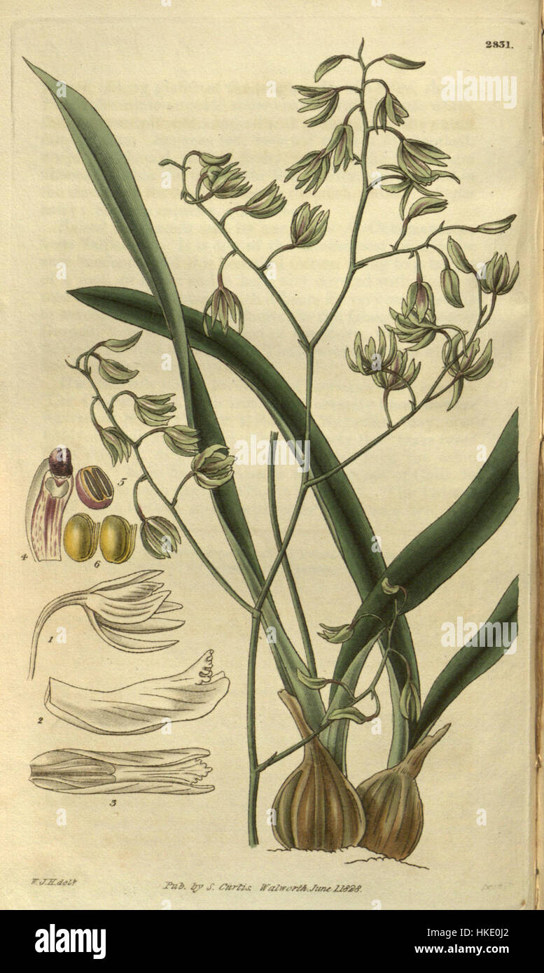 Un'illustrazione botanica di *Encyclia viridiflora*, una specie di orchidee. L'opera d'arte risale al 1828 e mostra la struttura dettagliata dell'impianto. La stampa evidenzia le caratteristiche peculiari del fiore ed è un esempio di prima illustrazione botanica nella storia dell'arte. Foto Stock Un'illustrazione botanica di *Encyclia viridiflora*, una specie di orchidee. L'opera d'arte risale al 1828 e mostra la struttura dettagliata dell'impianto. La stampa evidenzia le caratteristiche peculiari del fiore ed è un esempio di prima illustrazione botanica nella storia dell'arte. Foto Stock