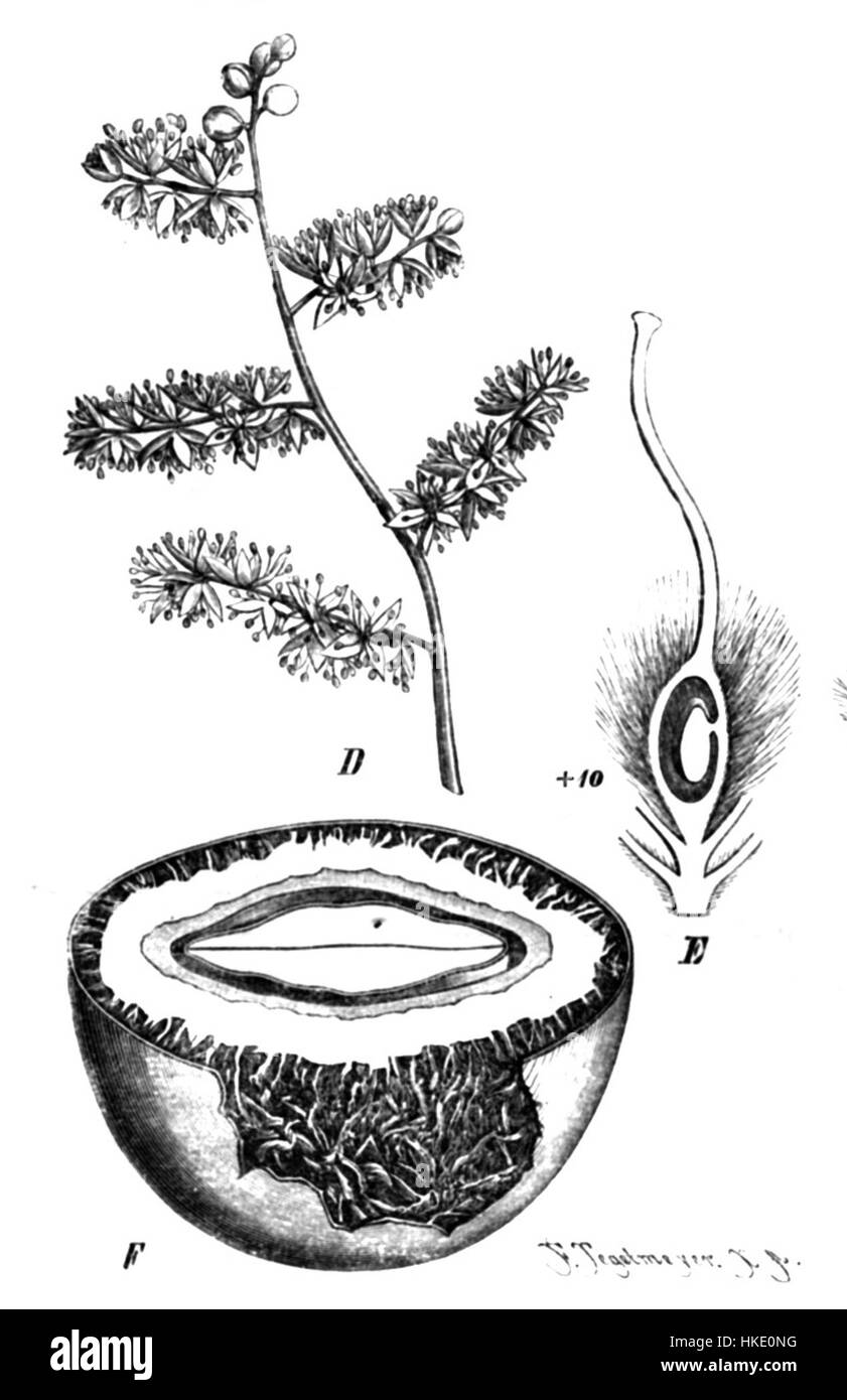 Questa illustrazione botanica raffigura il Detarium senegalense, un albero originario dell'Africa occidentale. Nota per le sue proprietà medicinali, questa pianta è dettagliata nella sua forma naturale con una complessa accuratezza botanica. Foto Stock