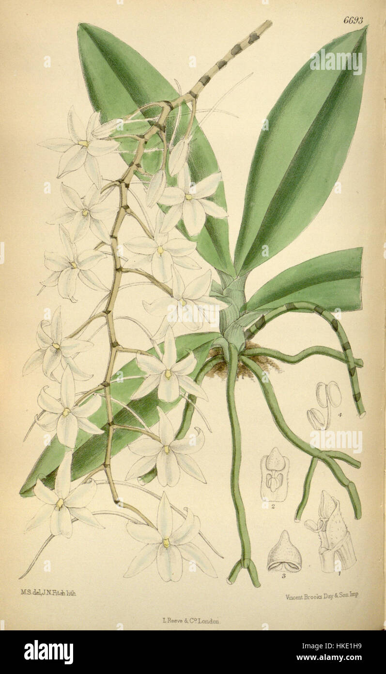Questa illustrazione botanica del 1883 di Curtis mostra l'Aerangis modesta (precedentemente Angraecum modestum), una specie di orchidea originaria delle regioni tropicali. Foto Stock Questa illustrazione botanica del 1883 di Curtis mostra l'Aerangis modesta (precedentemente Angraecum modestum), una specie di orchidea originaria delle regioni tropicali. Foto Stock