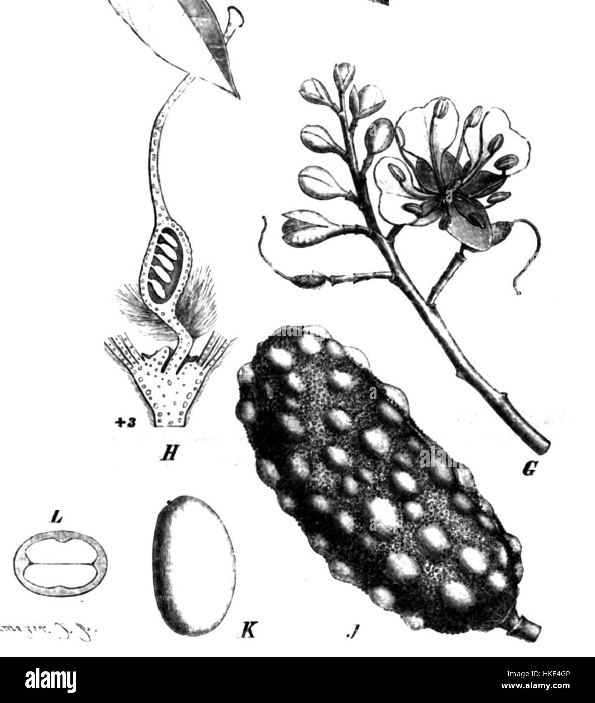 L'Hymenaea verrucosa, comunemente nota come "copale delle Indie Orientali", è una specie di albero originaria del sud-est asiatico. È conosciuta per la sua preziosa resina, spesso utilizzata nell'artigianato e nelle vernici tradizionali. Foto Stock