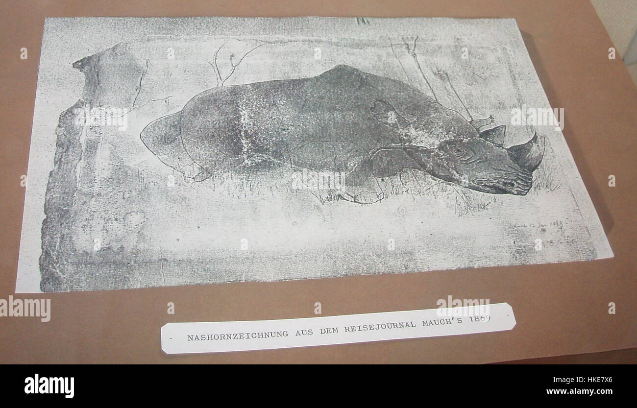 Questa opera d'arte, intitolata Mauch Nashorn, raffigura un rinoceronte, che mostra sia le caratteristiche fisiche dell'animale che l'abilità dell'artista nel catturare dettagli naturalistici. Il pezzo sottolinea la bellezza della fauna selvatica e la rappresentazione dettagliata dell'anatomia animale, comune nell'arte di storia naturale. Foto Stock
