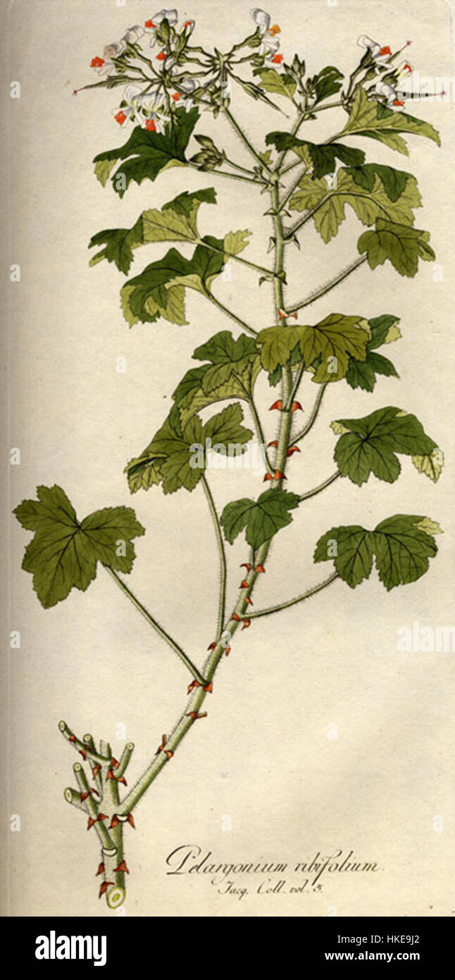 "Pelargonium ribifolium B538" è un'illustrazione di una specie di geranio nota per le sue foglie a coste distintive e i fiori vivaci. La pianta fa parte del genere Pelargonium, originario dell'Africa meridionale, ed è spesso coltivata per scopi ornamentali. Foto Stock