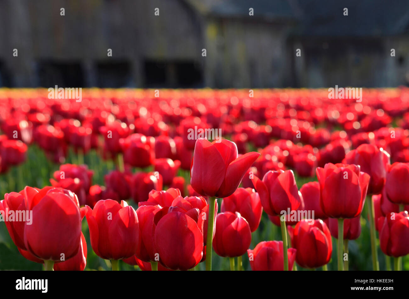 Campo di tulipani rossi in skagit valley, Washington. primo piano della red tulip campo con vecchio fienile in background. Foto Stock