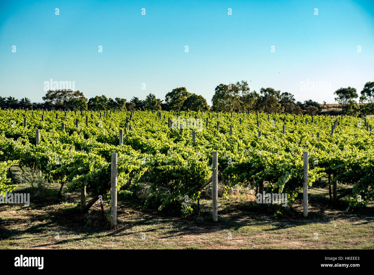 Shiraz vitigni al Russo cantina immobiliare, zappatori resto Victoria, Australia Foto Stock