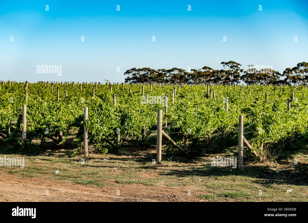 Shiraz vitigni al Russo cantina immobiliare, zappatori resto Victoria, Australia Foto Stock