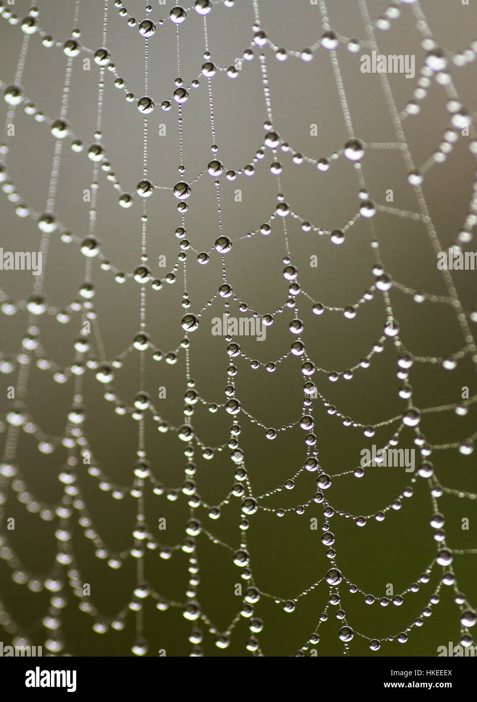 Web cob Foto Stock