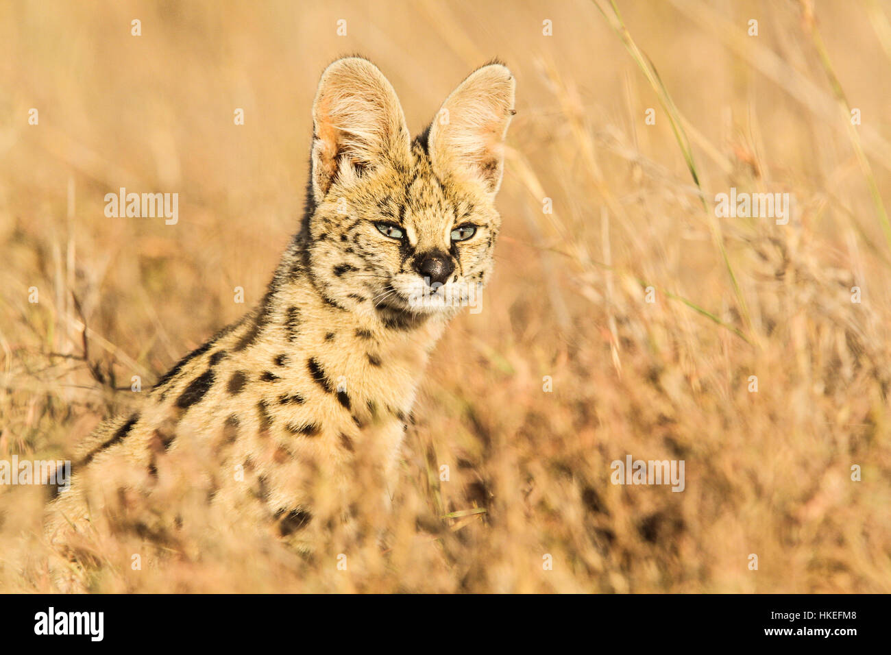 Gatto del Serval Foto Stock