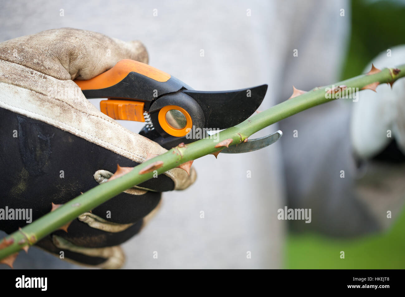Giardiniere potatura filiale. secateurs, potatura, giardino, strumento di lavoro. Foto Stock