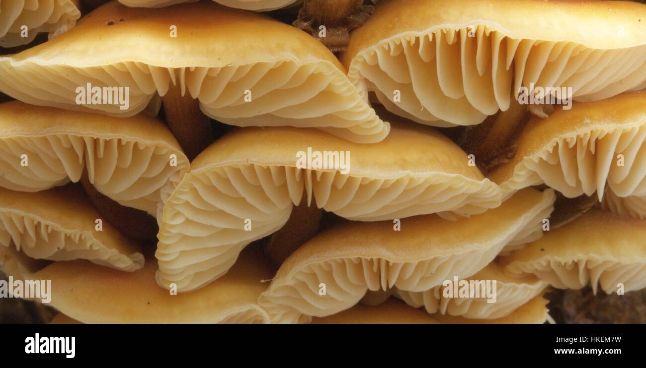 Intrico di funghi che crescono su un vecchio ceppo di albero che mostra le branchie macro Foto Stock