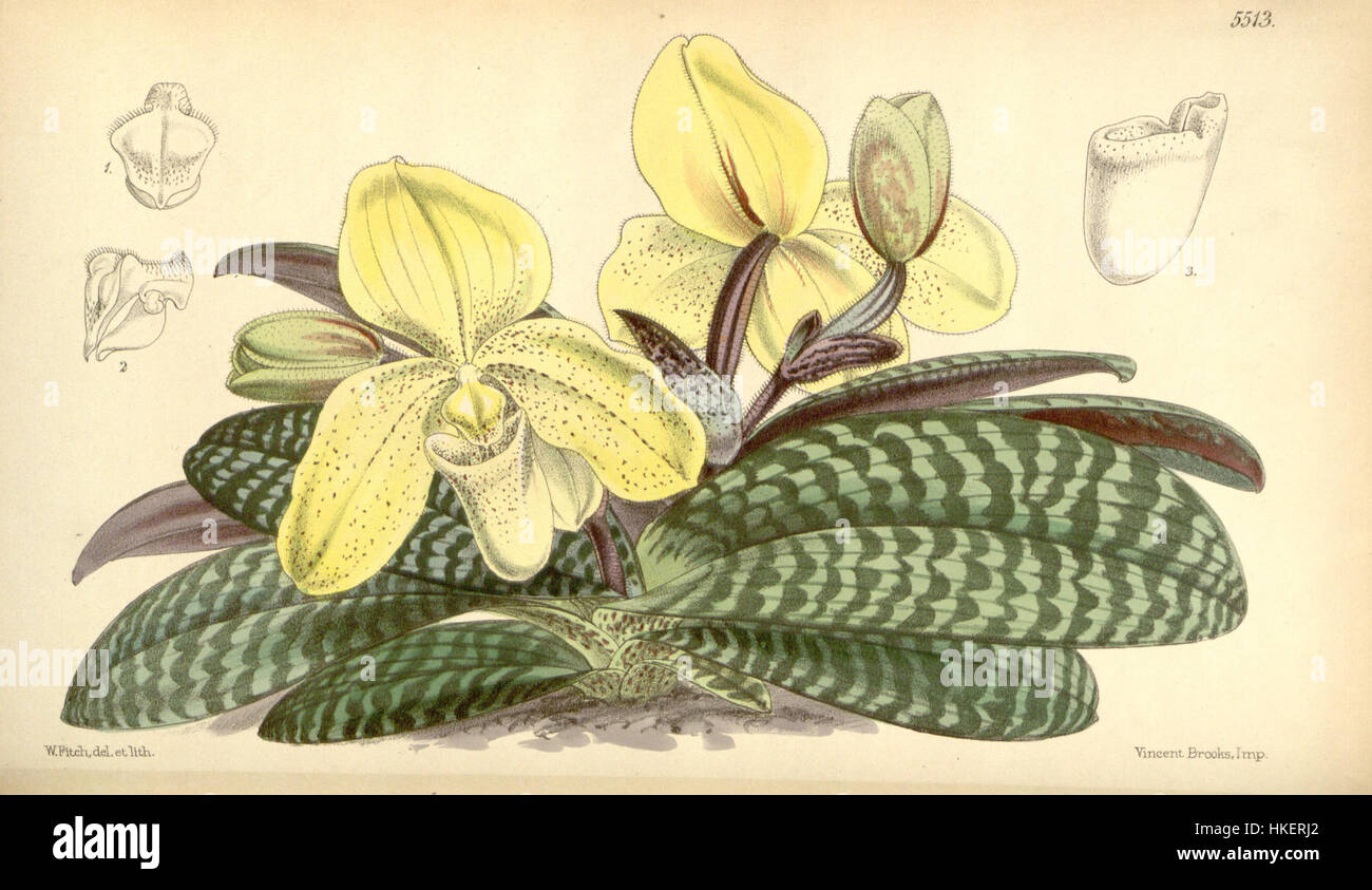 Questa illustrazione botanica del 1865 di Curtis raffigura l'orchidea concolorata Paphiopedilum, mostrando la sua dettagliata struttura floreale nello stile dell'arte scientifica tradizionale. Foto Stock