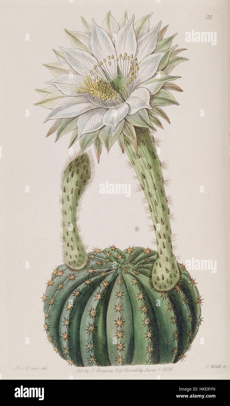 Echinopsis eyriesii (Echinocactus eyriesii var. glaucus) Edwards's Bot. Reg. 24 31. 1838 Foto Stock