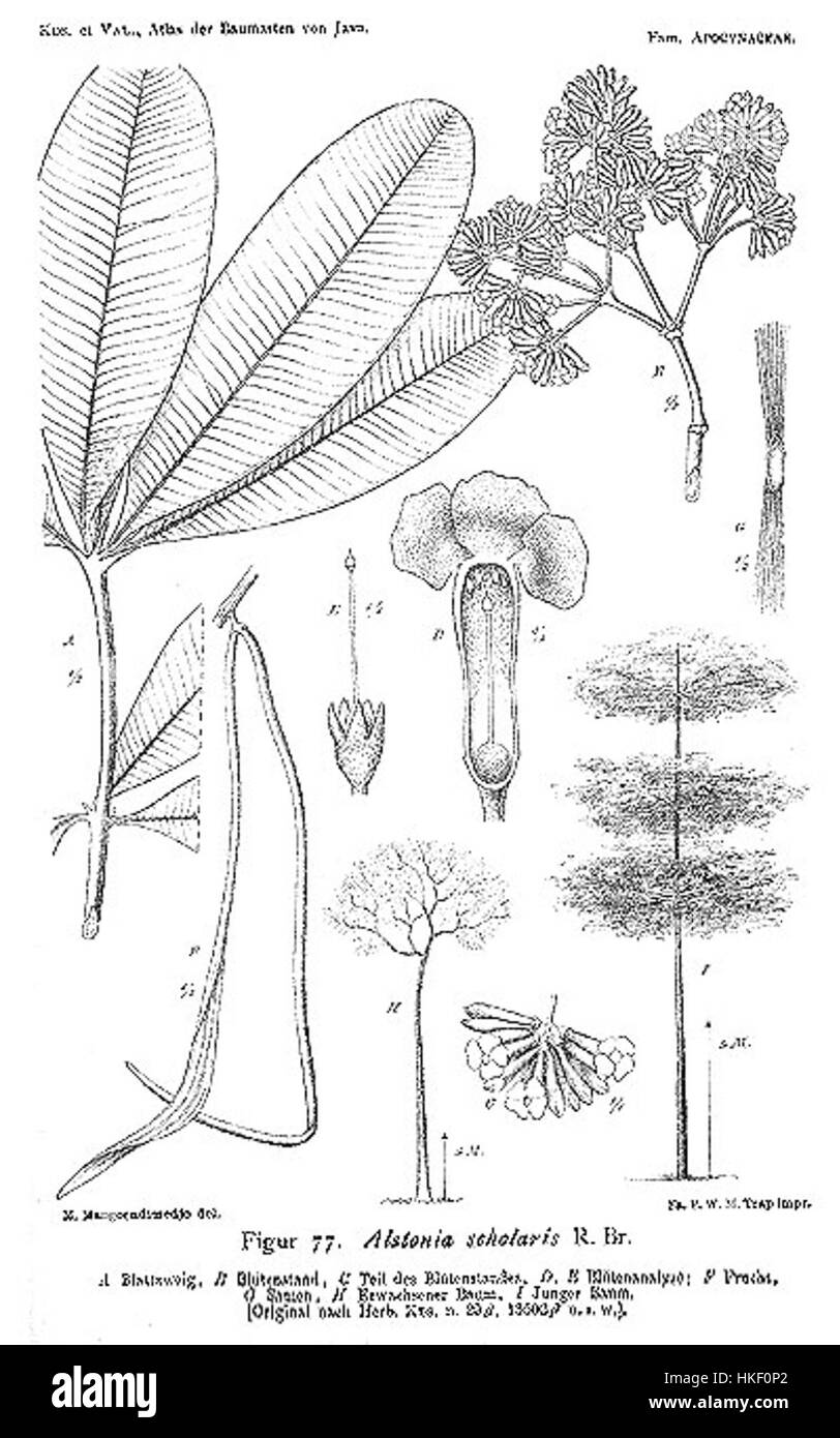 L'Alstonia scholaris, noto anche come albero di formaggio bianco, è una specie originaria del sud-est asiatico. La sua corteccia è stata tradizionalmente utilizzata in medicina, mentre l'albero stesso è noto per le sue grandi dimensioni e la sua statura alta, fiorente nei climi tropicali. Foto Stock