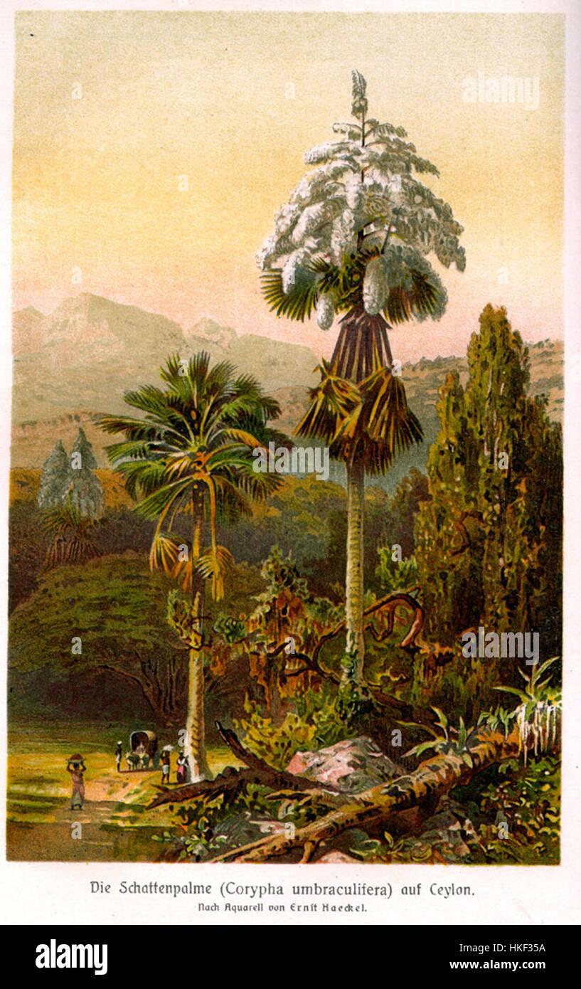 "Corypha umbraculifera" è un dipinto botanico del 1913 che illustra la spettacolare fioritura della palma Talipot. Questo pezzo mette in risalto l'attenzione dell'artista ai dettagli botanici e cattura le caratteristiche distintive della palma e la rara fioritura. Foto Stock