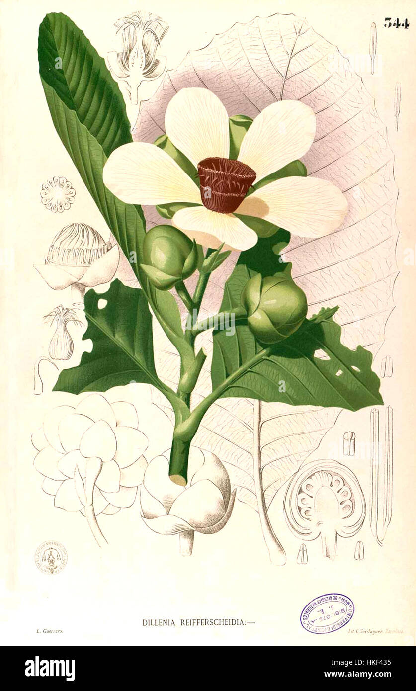 Un'illustrazione botanica originale della Dillenia reifferscheidia, che mostra le caratteristiche uniche della pianta. Foto Stock