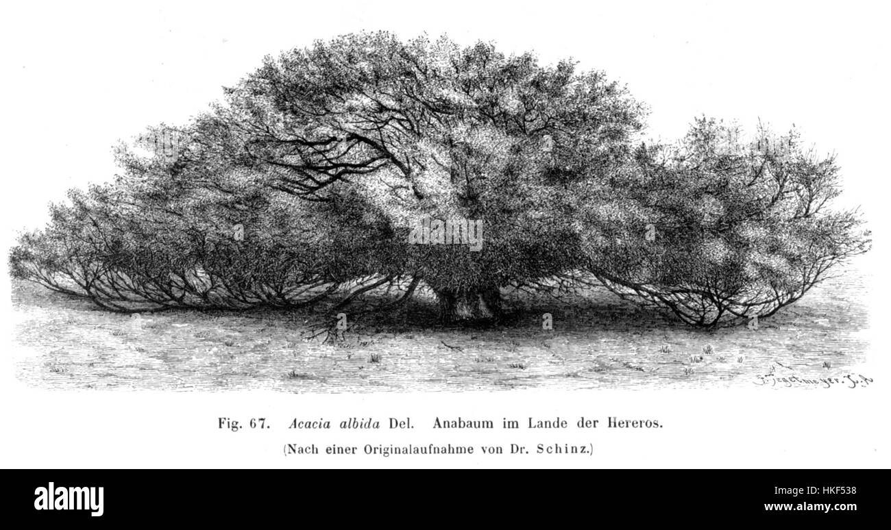 Un'illustrazione botanica della Faidherbia albida, nota anche come acacia bianca, di Taub. L'immagine sottolinea le caratteristiche peculiari di questa specie di alberi, originaria dell'Africa tropicale, spesso presente nelle savane e nelle pianure alluvionali. Foto Stock