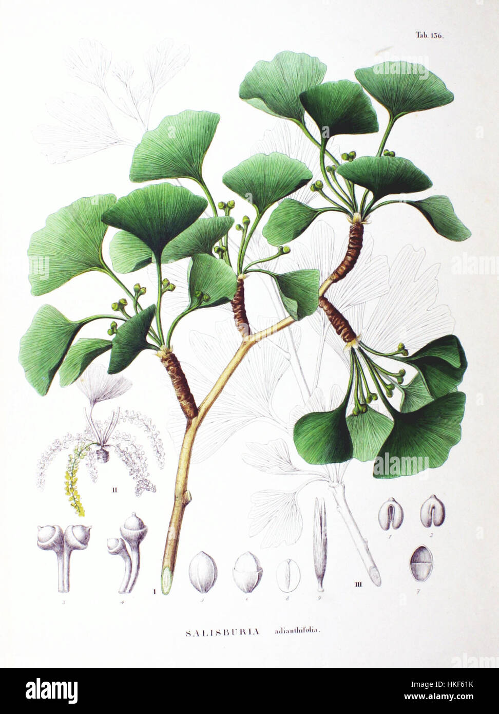 Questa illustrazione botanica del Ginkgo biloba, etichettato SZ136, mostra le caratteristiche foglie a ventaglio della pianta. Noto per il suo significato storico e medico, il Ginkgo biloba è un simbolo di longevità. Foto Stock