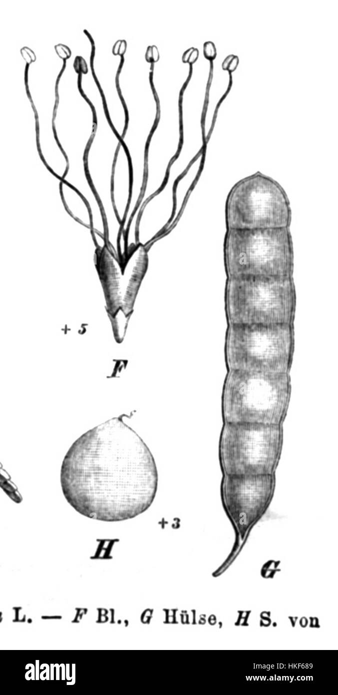 Mimosa bimucronata Taub69b è un'illustrazione botanica che mostra le caratteristiche distintive della pianta, tra cui le sue foglie composte e la sua struttura floreale unica. Questa rappresentazione mette in evidenza la precisione dettagliata dell'arte botanica. Foto Stock