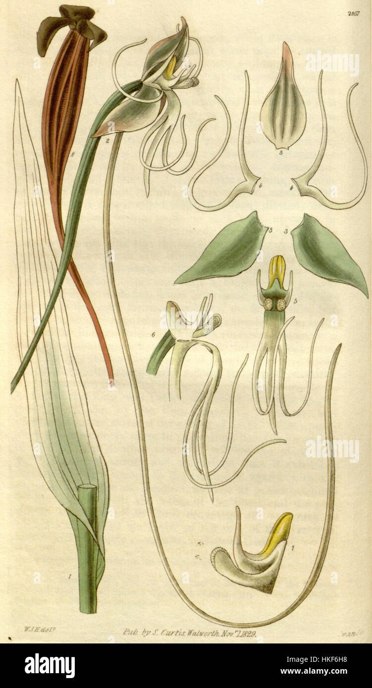 Questa illustrazione botanica del Curtis's Botanical Magazine presenta Habenaria longicauda, una specie di orchidea. L'opera d'arte, creata nel 1830, descrive le caratteristiche uniche della pianta, tra cui i suoi lunghi e delicati fiori, caratteristici del suo genere. Foto Stock Questa illustrazione botanica del Curtis's Botanical Magazine presenta Habenaria longicauda, una specie di orchidea. L'opera d'arte, creata nel 1830, descrive le caratteristiche uniche della pianta, tra cui i suoi lunghi e delicati fiori, caratteristici del suo genere. Foto Stock