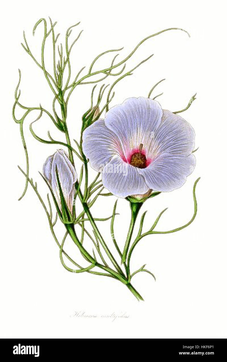 Questa immagine colorata di *Hibiscus multifidis* mette in mostra l'intricata struttura floreale della pianta, evidenziandone i colori vivaci e la forma unica. La pianta è nota per i suoi distinti petali ed è spesso studiata nella ricerca botanica e nell'illustrazione. Foto Stock