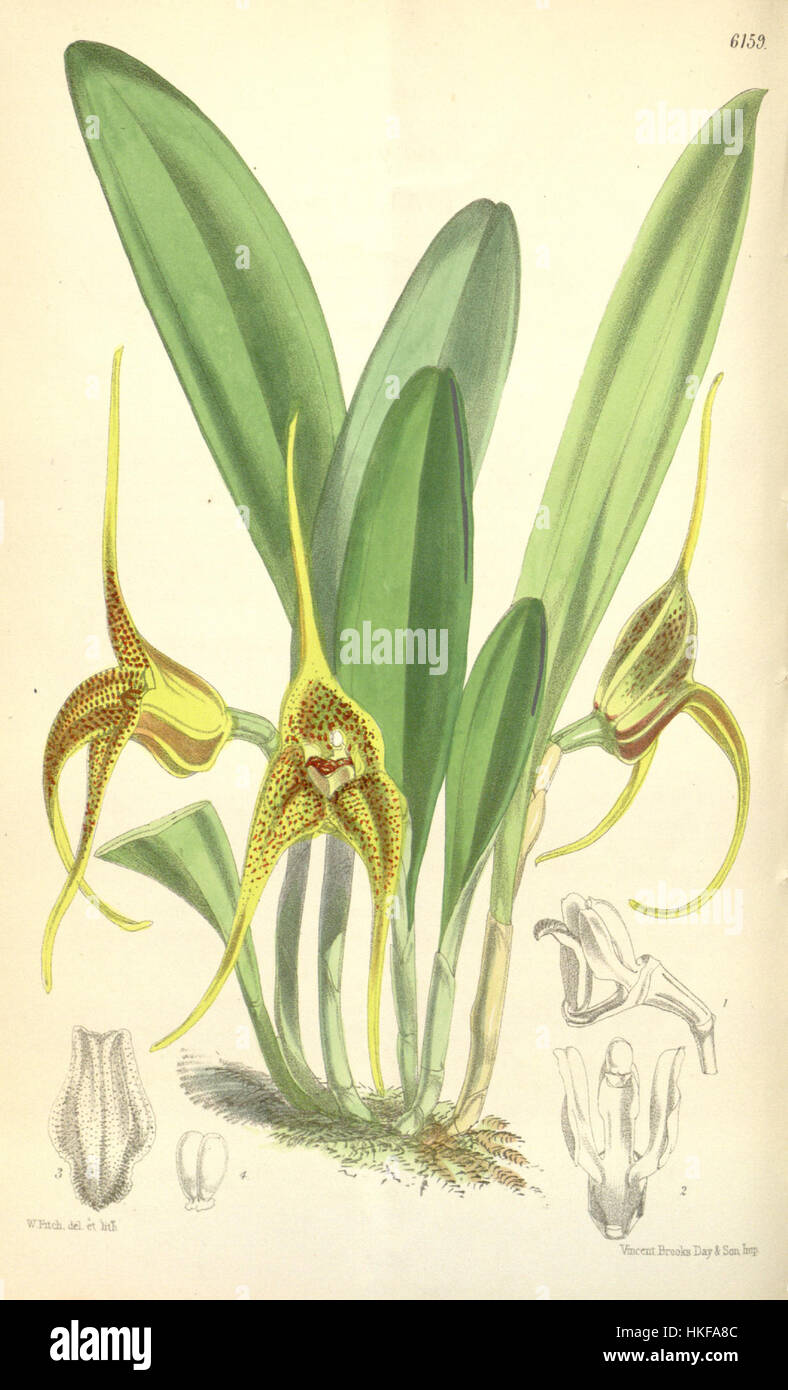 L'illustrazione di Curtis del 1875 dell'orchidea Masdevallia peristeria mette in mostra l'intricata bellezza e struttura del fiore. La stampa botanica enfatizza i petali dettagliati e la forma delicata, evidenziando la precisione scientifica e artistica dell'opera. Foto Stock