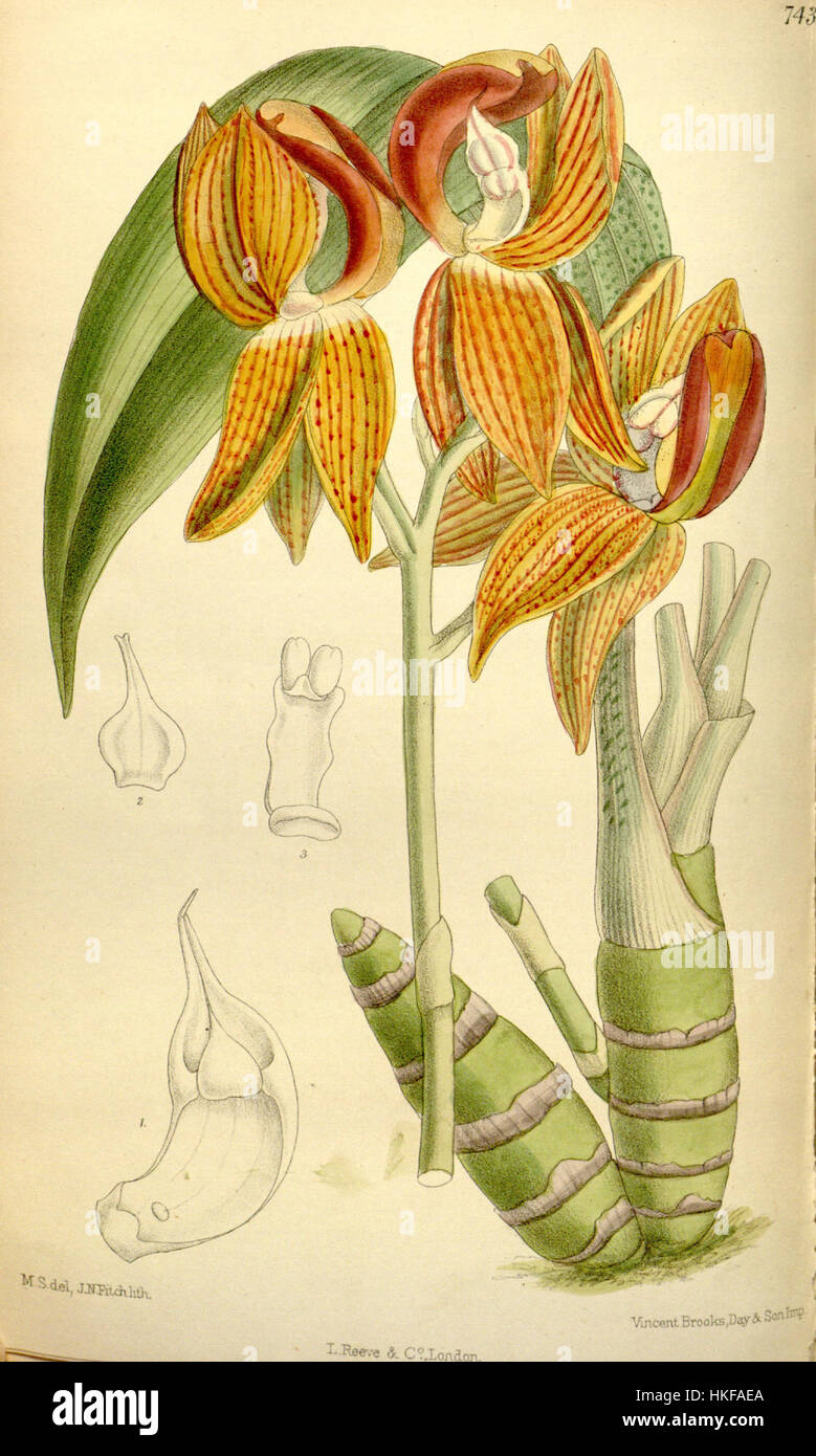 Questa illustrazione botanica di Mormodes rolfeana, nota anche come Mormodes rolfeanum, è stata creata da Curtis nel 1895. Si tratta di una rappresentazione dettagliata di questa specie di orchidee, catturando le caratteristiche uniche del fiore in uno stile accurato ed elegante. Foto Stock Questa illustrazione botanica di Mormodes rolfeana, nota anche come Mormodes rolfeanum, è stata creata da Curtis nel 1895. Si tratta di una rappresentazione dettagliata di questa specie di orchidee, catturando le caratteristiche uniche del fiore in uno stile accurato ed elegante. Foto Stock