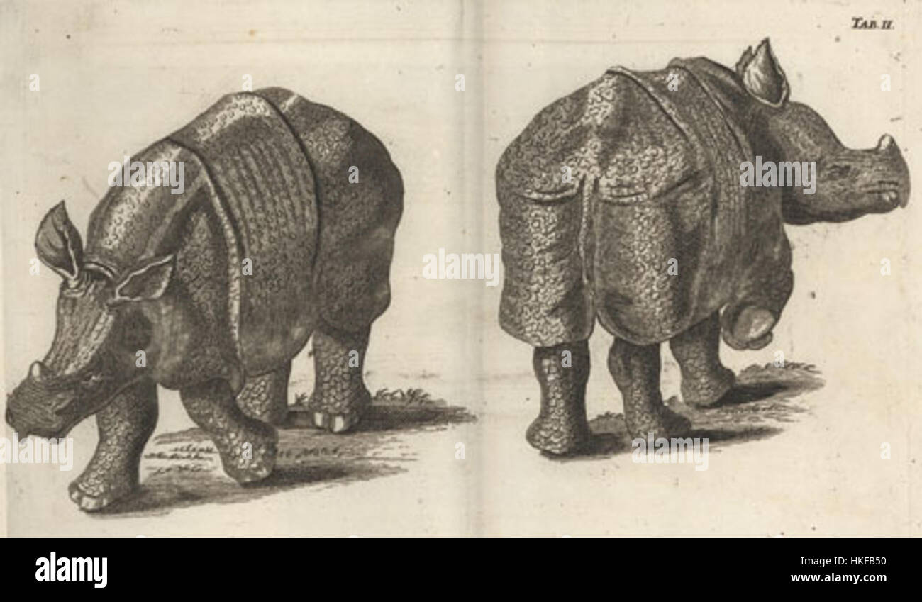 Questa incisione del 1747 intitolata "Nashorn" raffigura un rinoceronte, un animale raro ed esotico all'epoca. L'opera d'arte fa parte di una collezione di illustrazioni che si concentrano sull'esplorazione e la documentazione di specie esotiche, riflettendo il fascino europeo per la fauna selvatica durante il XVIII secolo. Foto Stock