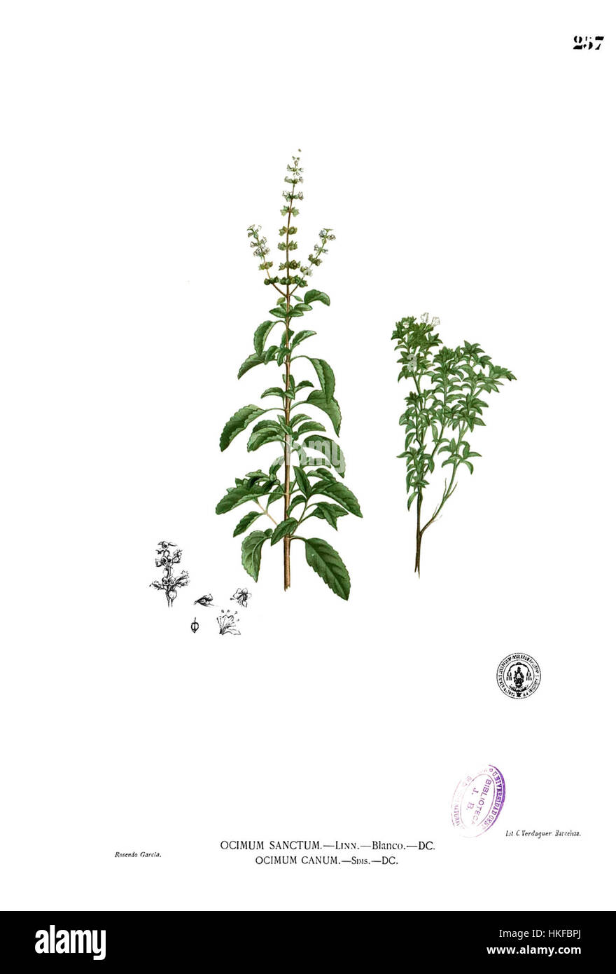 Questa opera d'arte botanica, intitolata "Ocimum sp Blanco2.257", presenta una rappresentazione dettagliata della specie Ocimum, comunemente nota come basilico. Il pezzo mette in risalto le delicate caratteristiche della pianta e serve come esplorazione scientifica e artistica dell'illustrazione botanica. Foto Stock