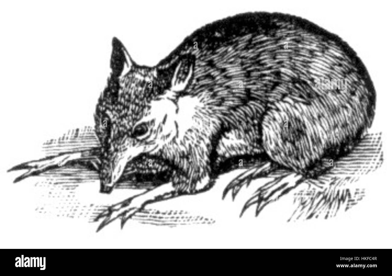 Peramelemorphia è un ordine di marsupiali nativi dell'Australia, comprese specie come bandicoot e bilbies. Questi animali sono noti per le loro abitudini notturne e per il comportamento di scavo. Foto Stock