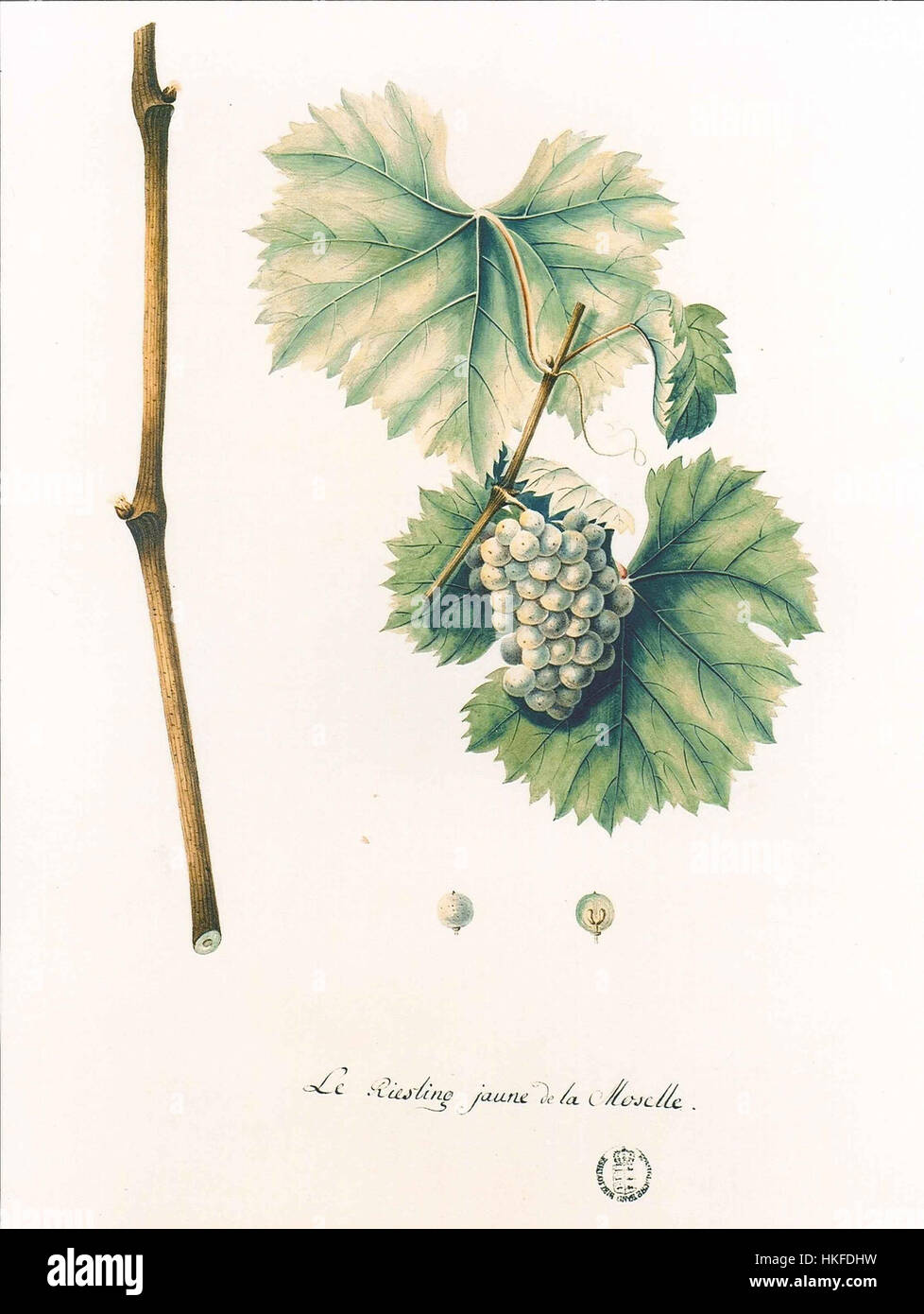 Questa opera d'arte presenta una rappresentazione dell'uva Riesling, che riflette l'attenzione dell'artista per i dettagli e la maestria nel rappresentare i soggetti naturali. Cattura l'essenza della pittura STILL Life, un genere noto per la sua attenzione agli oggetti di uso quotidiano. Foto Stock