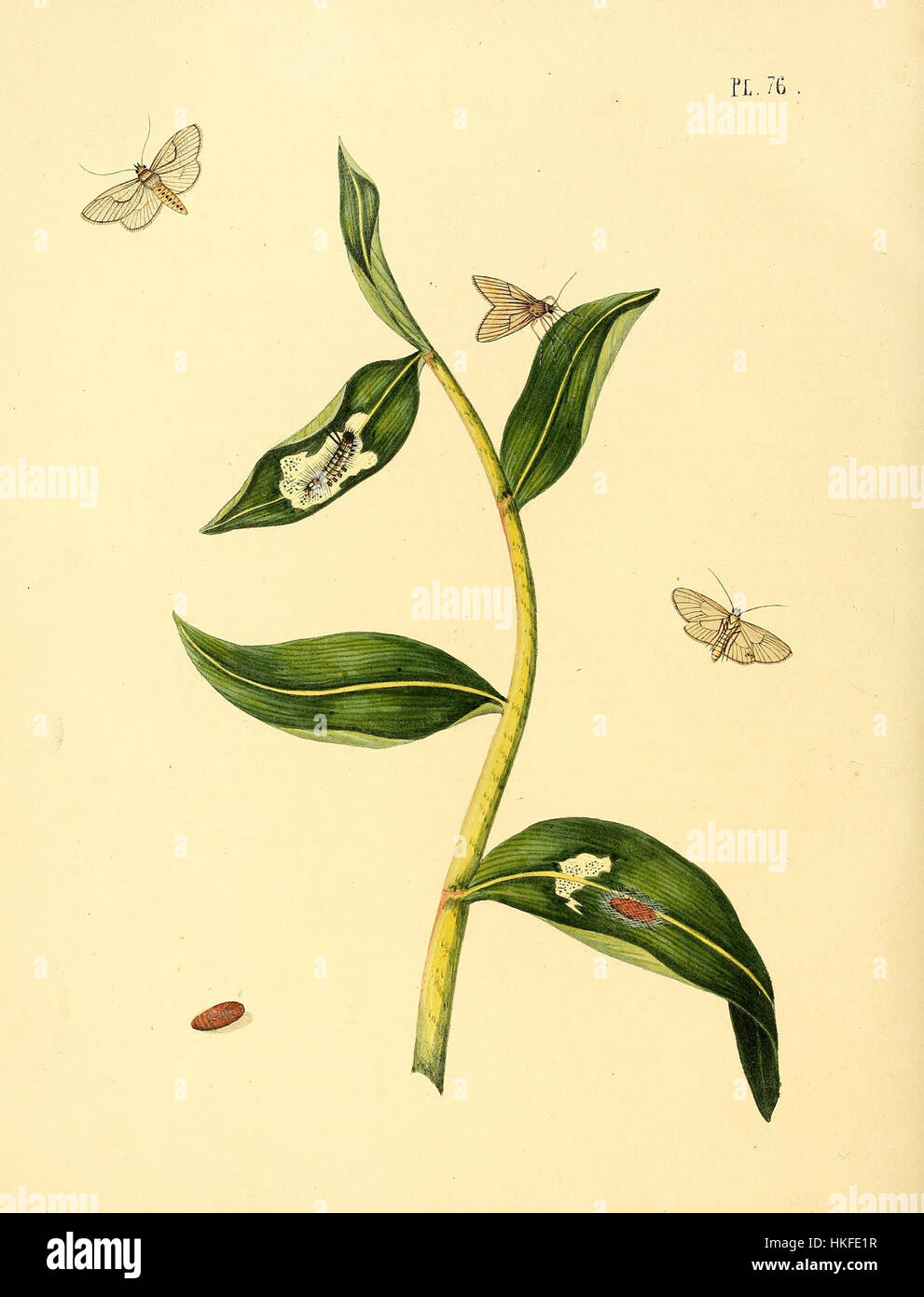 L'illustrazione del XIX secolo di Sepp raffigura la specie di farfalla Phalaena pellucida. I dettagli intricati mostrano la bellezza e l'interesse scientifico per l'entomologia durante quel periodo, catturati attraverso tecniche artistiche di stampa. Foto Stock