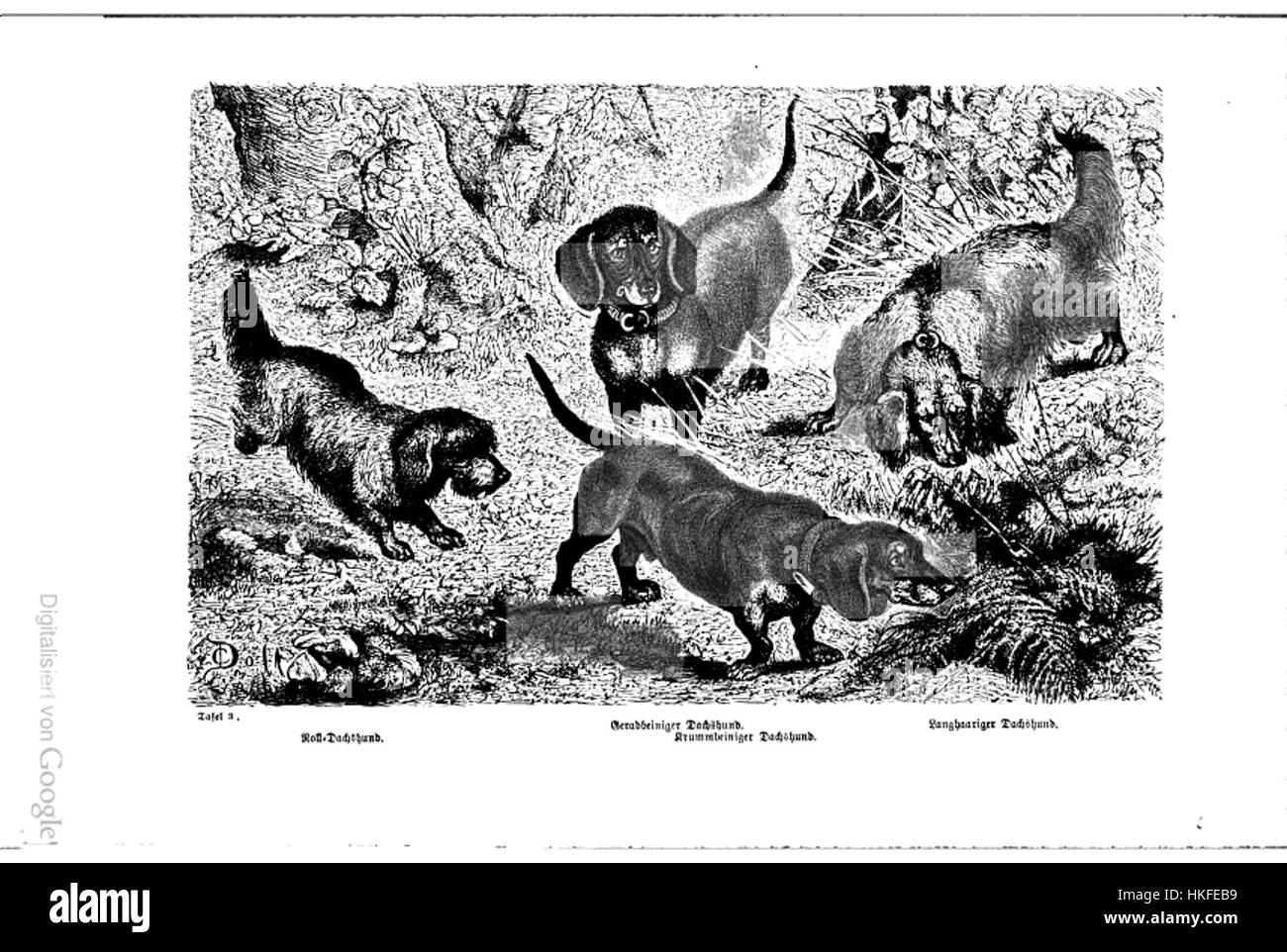 Tavola 3, un'illustrazione di Bassotti di Fitzinger, un artista del XIX secolo, che presenta le caratteristiche della razza in dettaglio naturalistico. Foto Stock