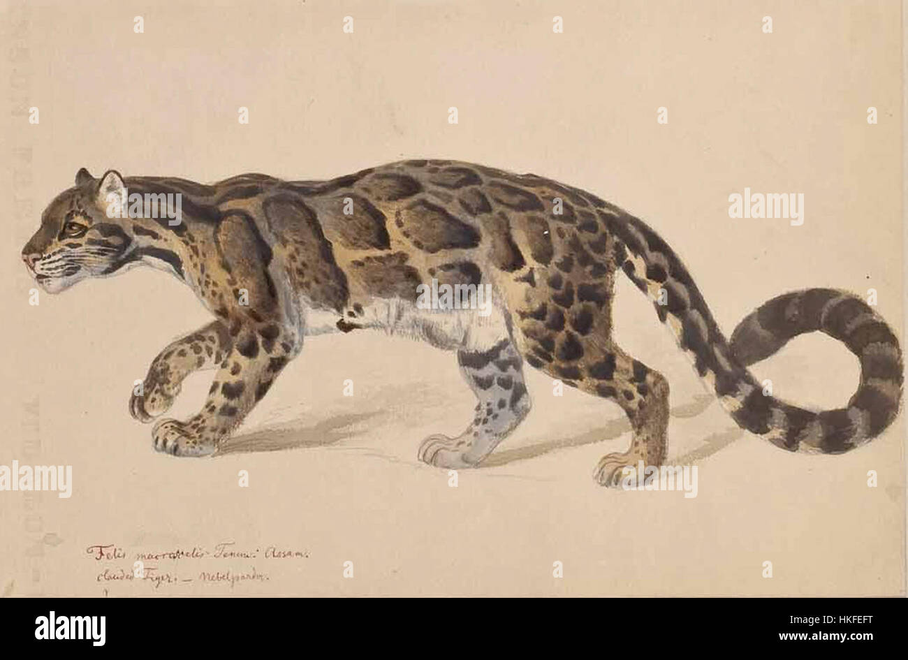Questo lavoro, Studienblatt Felis macroscelis Nebelparder, illustra uno studio scientifico e artistico del Nebelparder (leopardo nuvoloso), con particolare attenzione alla sua forma e alle sue caratteristiche. Il pezzo riflette una miscela di osservazione zoologica e rappresentazione artistica dell'anatomia animale. Foto Stock