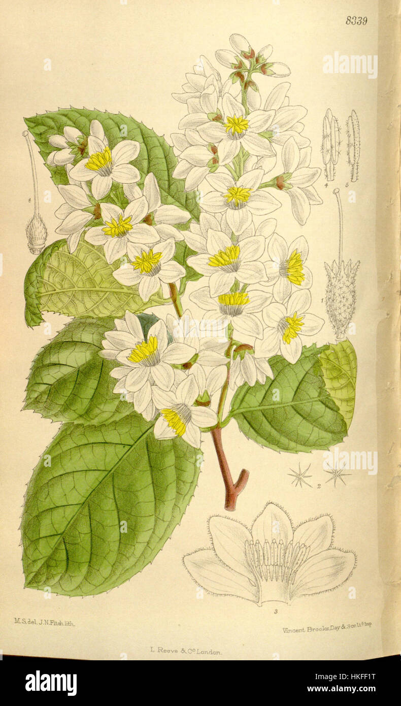 L'illustrazione "Styrax hemsleyanus" raffigura uno studio botanico di questa specie, nota per i suoi fiori profumati. Mette in evidenza le caratteristiche dettagliate della pianta e contribuisce allo studio delle specie vegetali nell'arte botanica. Foto Stock