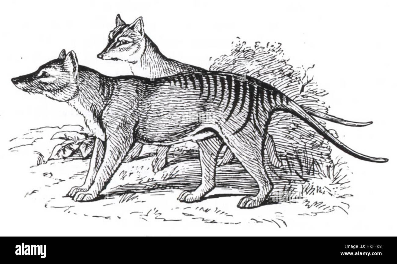 Il dipinto tilacino di Meredith, dopo Richter, ritrae la tigre della Tasmania estinta in modo realistico. Conosciuta per il suo aspetto sorprendente e la sua natura sfuggente, la tilacina, o tigre della Tasmania, era un marsupiale carnivoro originario della Tasmania e dell'Australia prima della sua estinzione nel XX secolo. Foto Stock