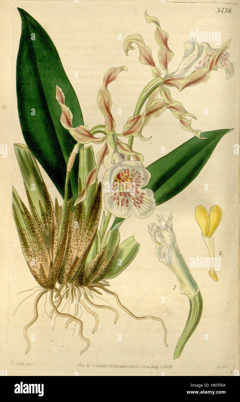 Trichopilia tortilis, illustrato nel Curtis' Botanical Magazine, è una specie di orchidea nota per le sue caratteristiche floreali distinte, rappresentate in questa dettagliata illustrazione del 1840, che mostra tecniche di arte botanica. Foto Stock Trichopilia tortilis, illustrato nel Curtis' Botanical Magazine, è una specie di orchidea nota per le sue caratteristiche floreali distinte, rappresentate in questa dettagliata illustrazione del 1840, che mostra tecniche di arte botanica. Foto Stock