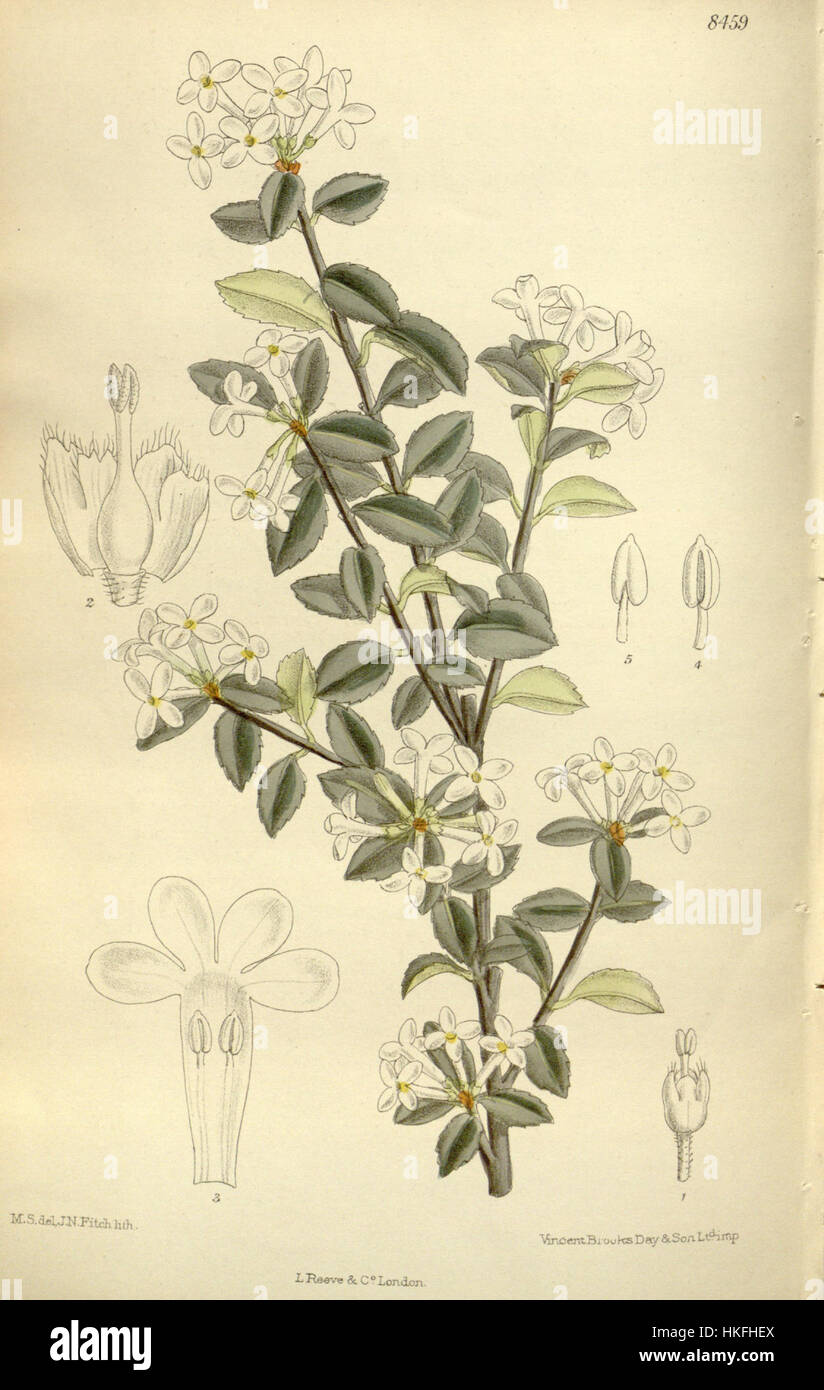 Questo dipinto botanico presenta Osmanthus delavayi, una specie originaria dell'Himalaya e della Cina meridionale. Noto per i suoi profumati fiori bianchi, Osmanthus delavayi è spesso raffigurato nell'arte botanica a causa della sua bellezza e dei dettagli intricati dei suoi fiori. Foto Stock