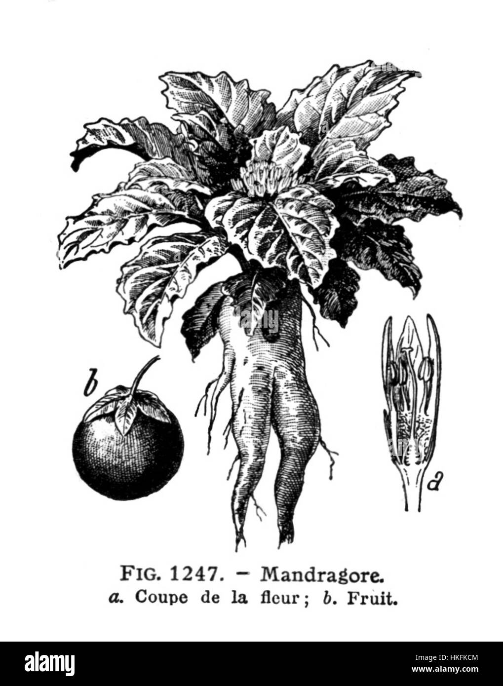 Questa immagine proviene da un'illustrazione medica di Mandragore, una pianta con uso storico in medicina, come raffigurato in una pubblicazione medica Larousse. L'opera mostra le caratteristiche dettagliate dell'impianto. Foto Stock