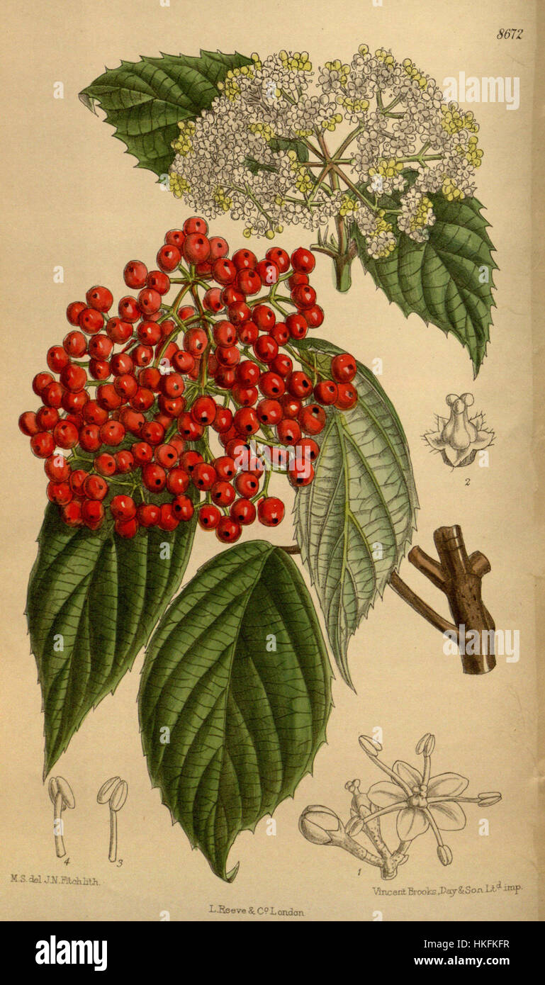 *Viburnum betulifolium* è una specie di pianta fiorita della famiglia Adoxaceae. Conosciuto per le sue qualità ornamentali, questo arbusto produce piccoli fiori bianchi e bacche rosse, comunemente presenti nelle regioni temperate. È spesso usato nel paesaggio per il suo fascino estetico. Foto Stock