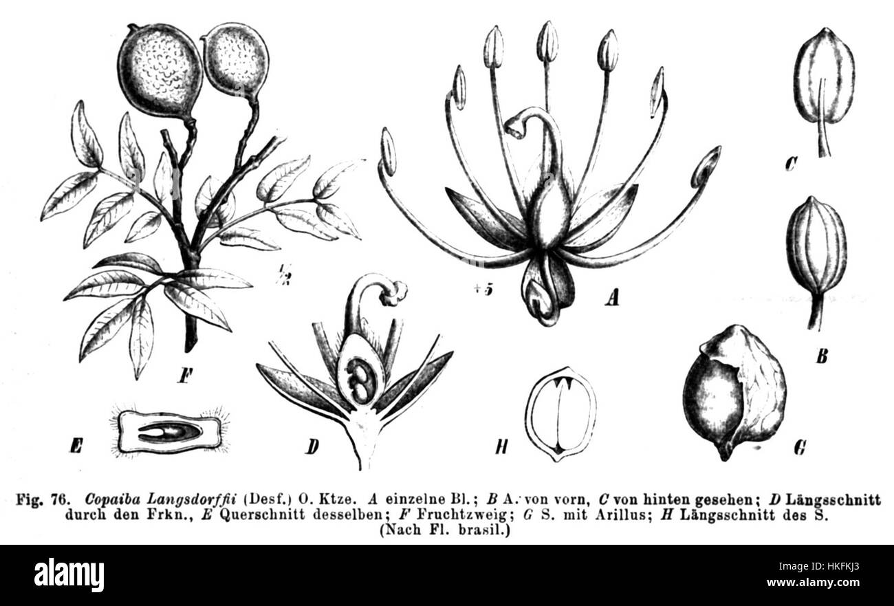 Copaifera langsdorffii, noto anche come albero copale brasiliano, è una specie originaria del Sud America. Questa illustrazione botanica cattura le caratteristiche peculiari dell'albero, sottolineandone le foglie e i fiori, fondamentali per comprendere il ruolo della specie nell'ecosistema. Foto Stock