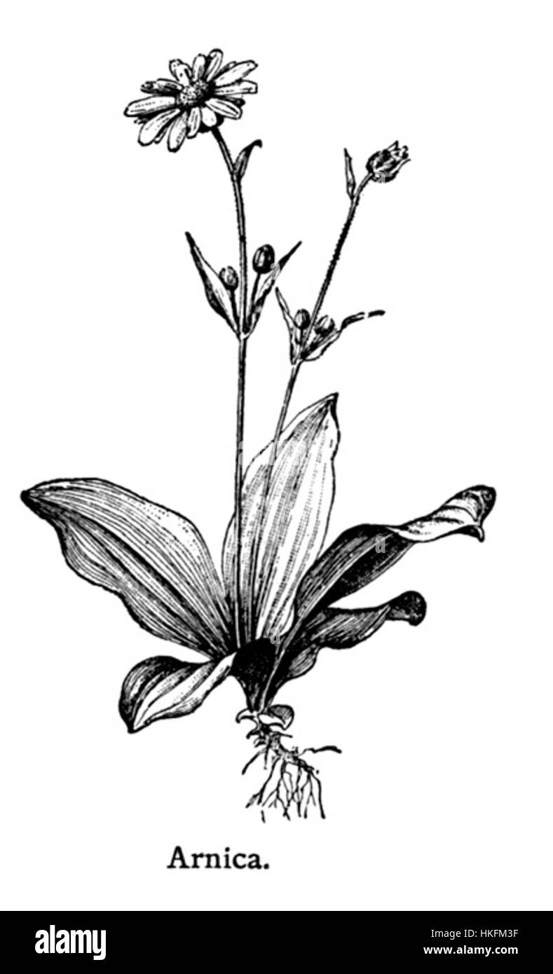 L'arnica è un'erba medicinale ampiamente usata per le sue proprietà curative, spesso applicata per trattare lividi, spray e infiammazione. Questa illustrazione di Larousse mette in evidenza il suo uso nella medicina tradizionale. Foto Stock
