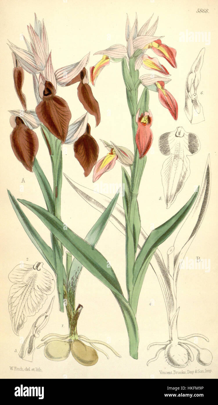 Questa illustrazione botanica del Curtis' Botanical Magazine raffigura due specie di orchidee: Serapias cordigera e Serapias lingua. L'incisione dettagliata del 1870 mostra la morfologia unica di questi fiori, popolare nello studio delle orchidee europee. Foto Stock