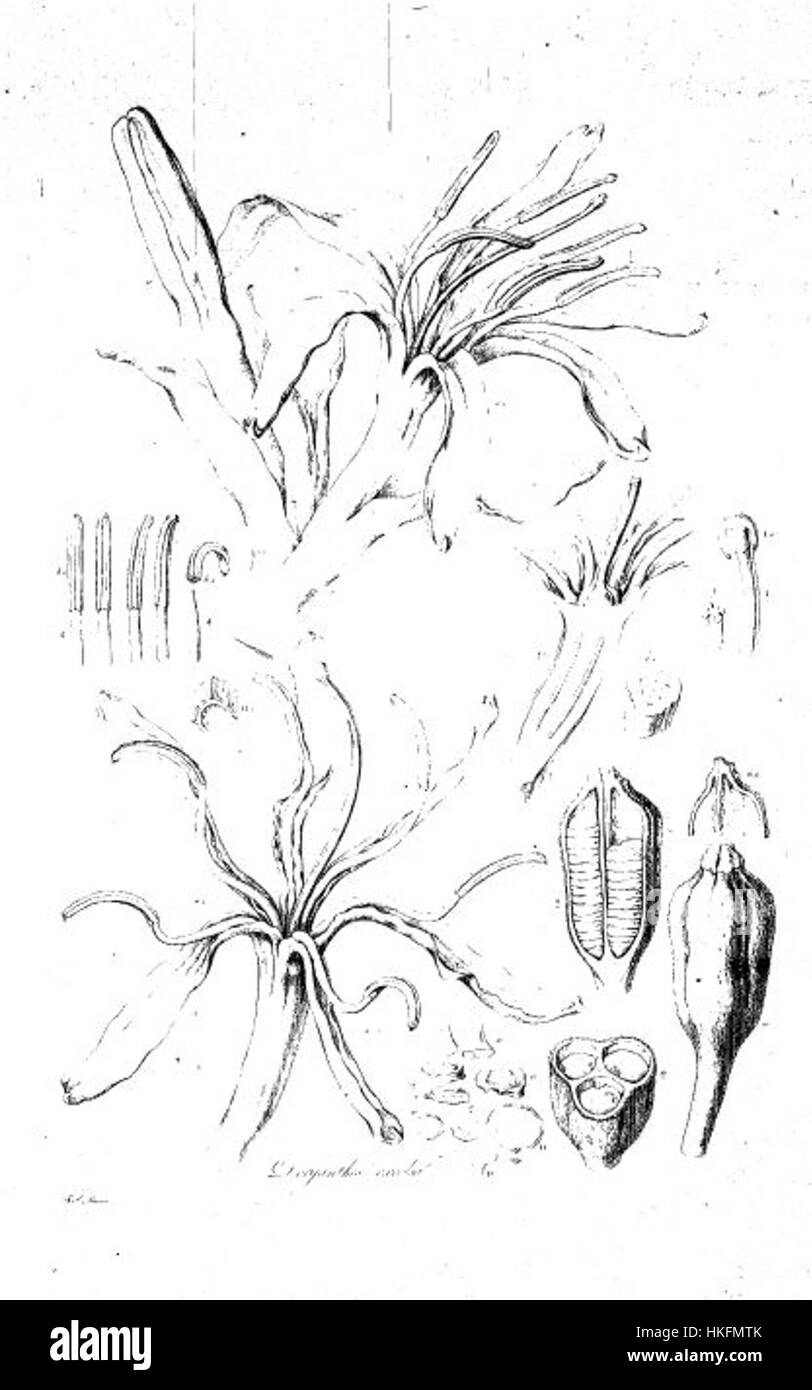 Questa illustrazione botanica raffigura Doryanthes excelsa, una pianta in fiore originaria dell'Australia. È presente in "Illustrationes Florae Novae Hollandiae", che mostra la struttura dettagliata della pianta e i colori vivaci. Foto Stock
