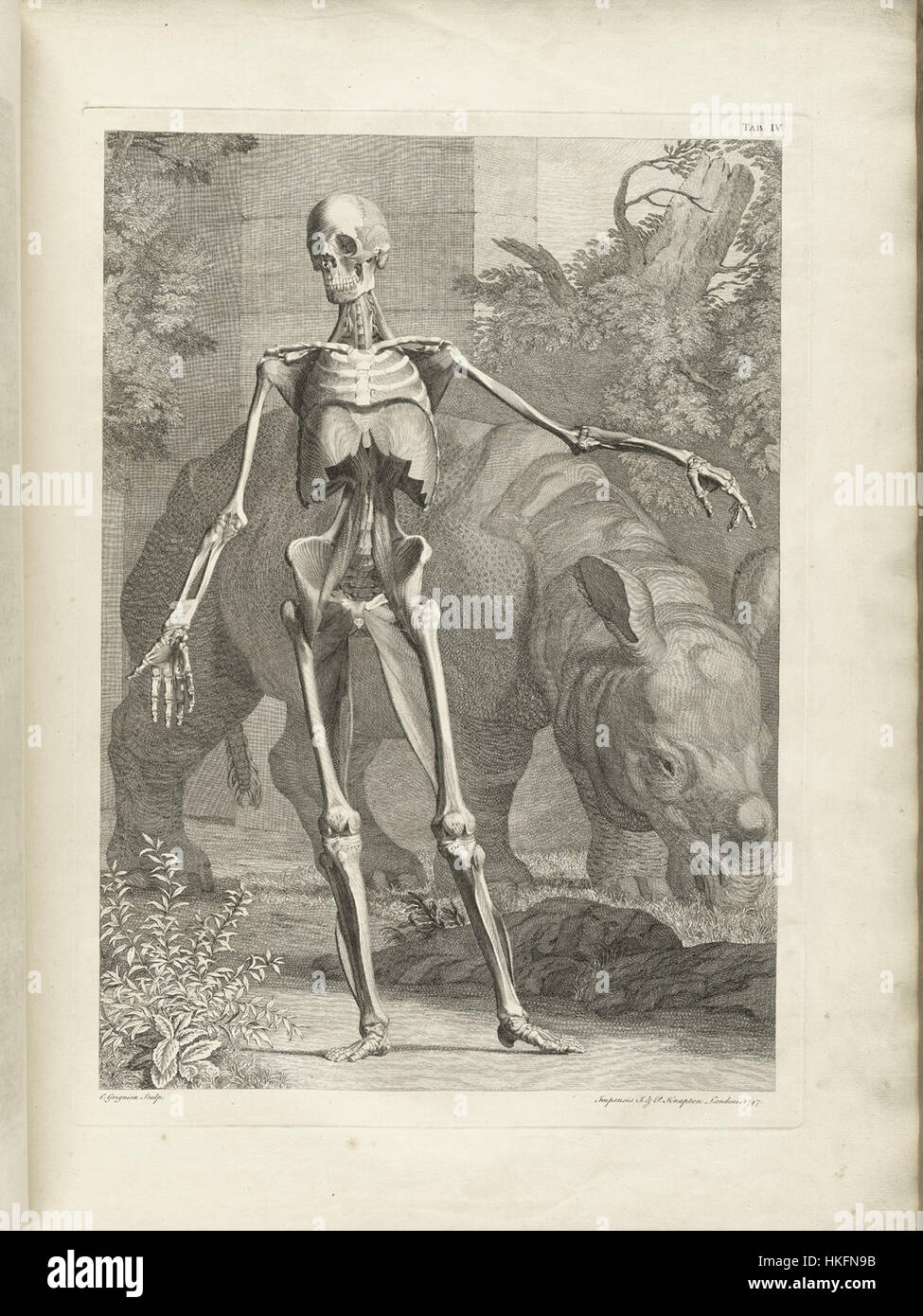 Una stampa della serie di Albinus, con illustrazioni anatomiche dettagliate. Albino era noto per la sua meticolosa accuratezza scientifica, offrendo una miscela di arte e biologia nelle sue raffigurazioni del corpo umano. L'opera mette in evidenza la precisione dell'arte anatomica del XVIII secolo. Foto Stock