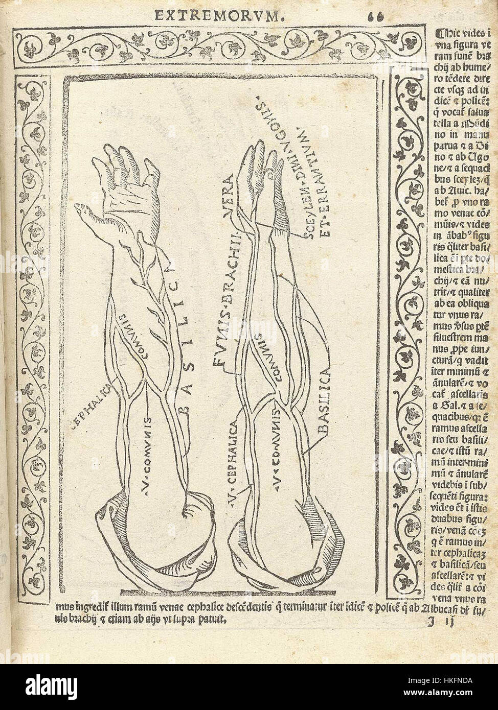Questa stampa storica di Berengario illustra gli studi anatomici, concentrandosi in particolare sul corpo umano come parte dell'indagine scientifica rinascimentale e dell'illustrazione medica. Foto Stock