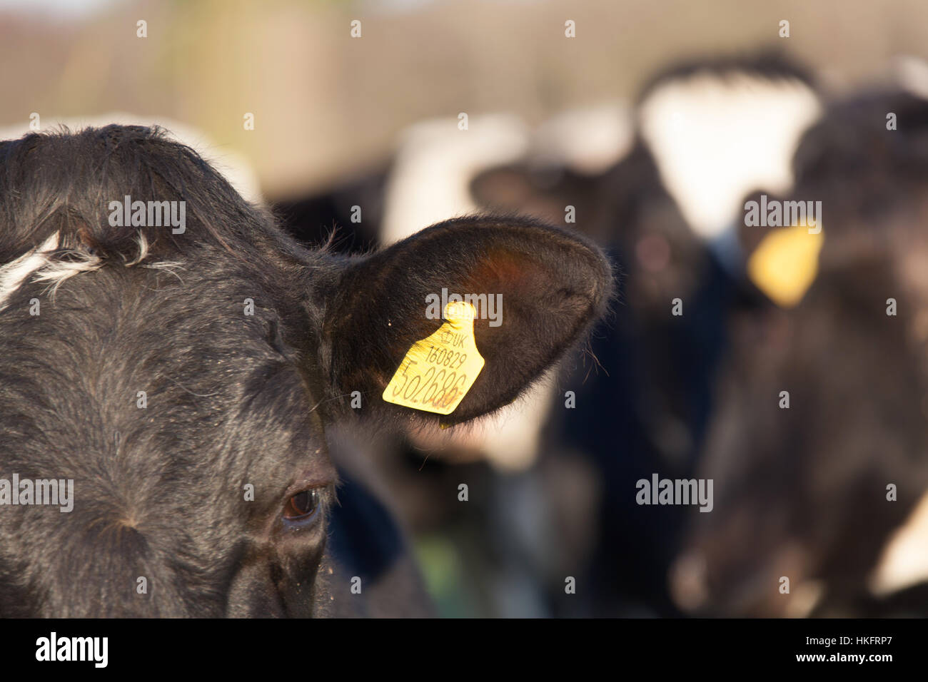 Vista ravvicinata di una vacca l orecchio tag di identificazione. Foto Stock