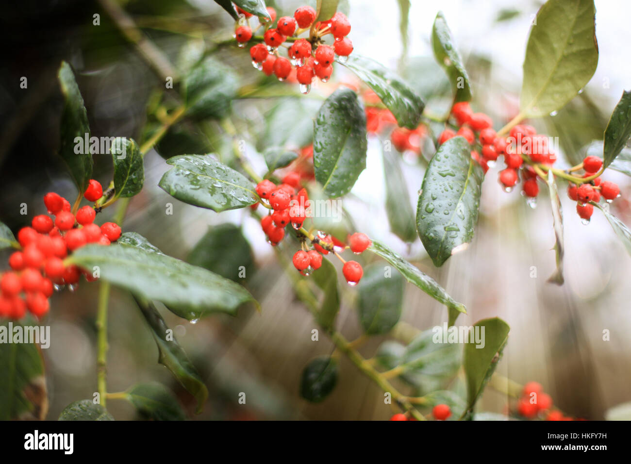 Bacche rosse street close-up sfondo astratto - giorno di estate Foto Stock